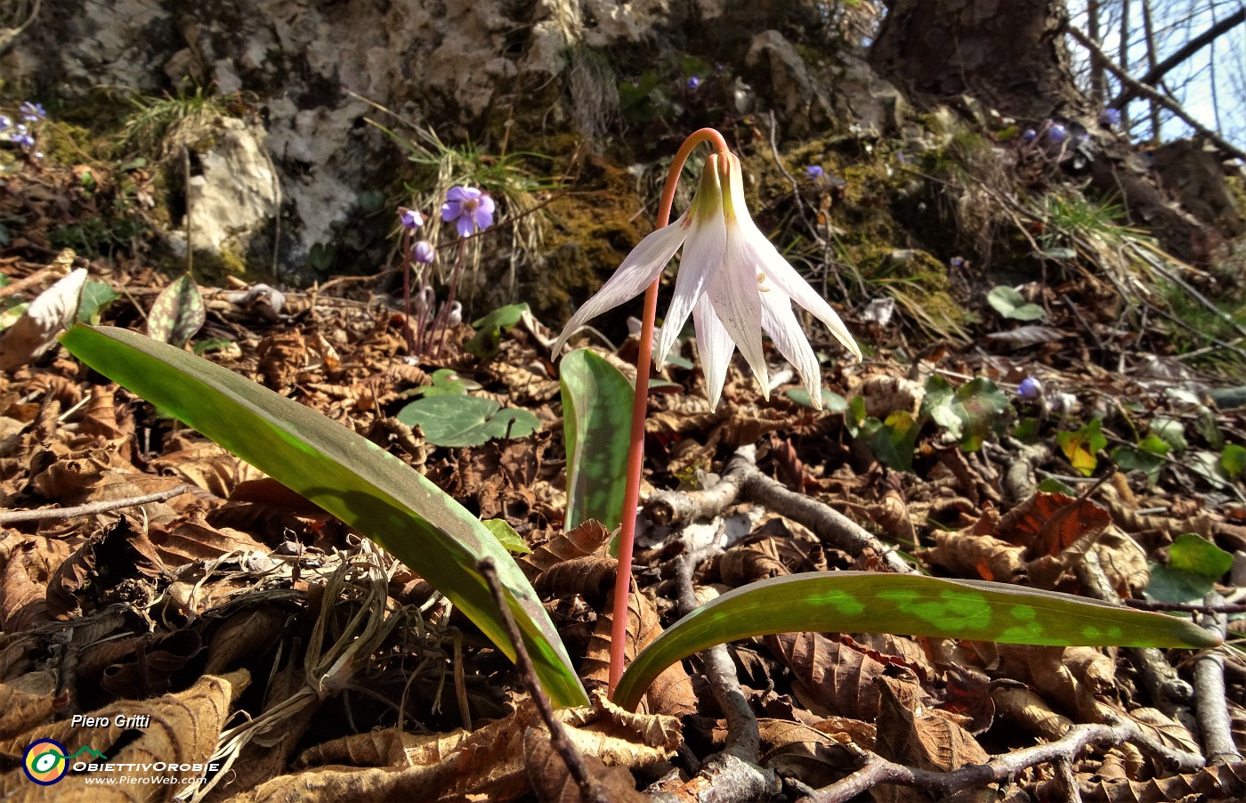 39 Dente di cane (Erythronium dens canis).JPG